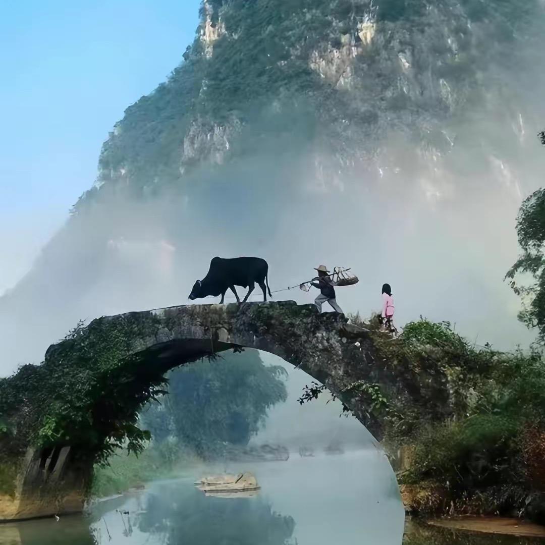 参鹿草本