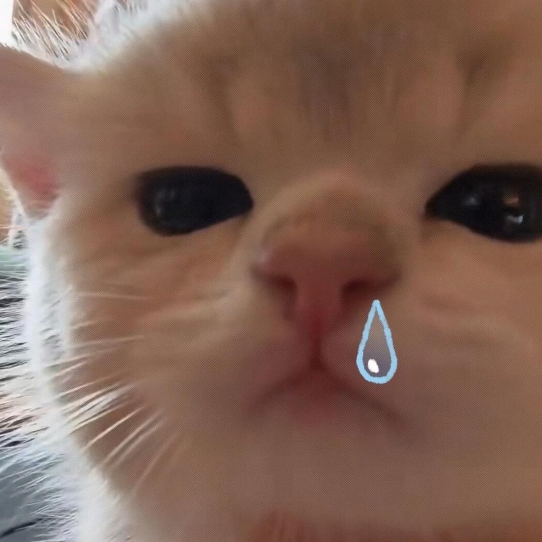 小笼猫大王