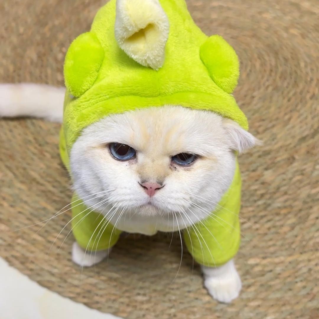 没个猫样🐱