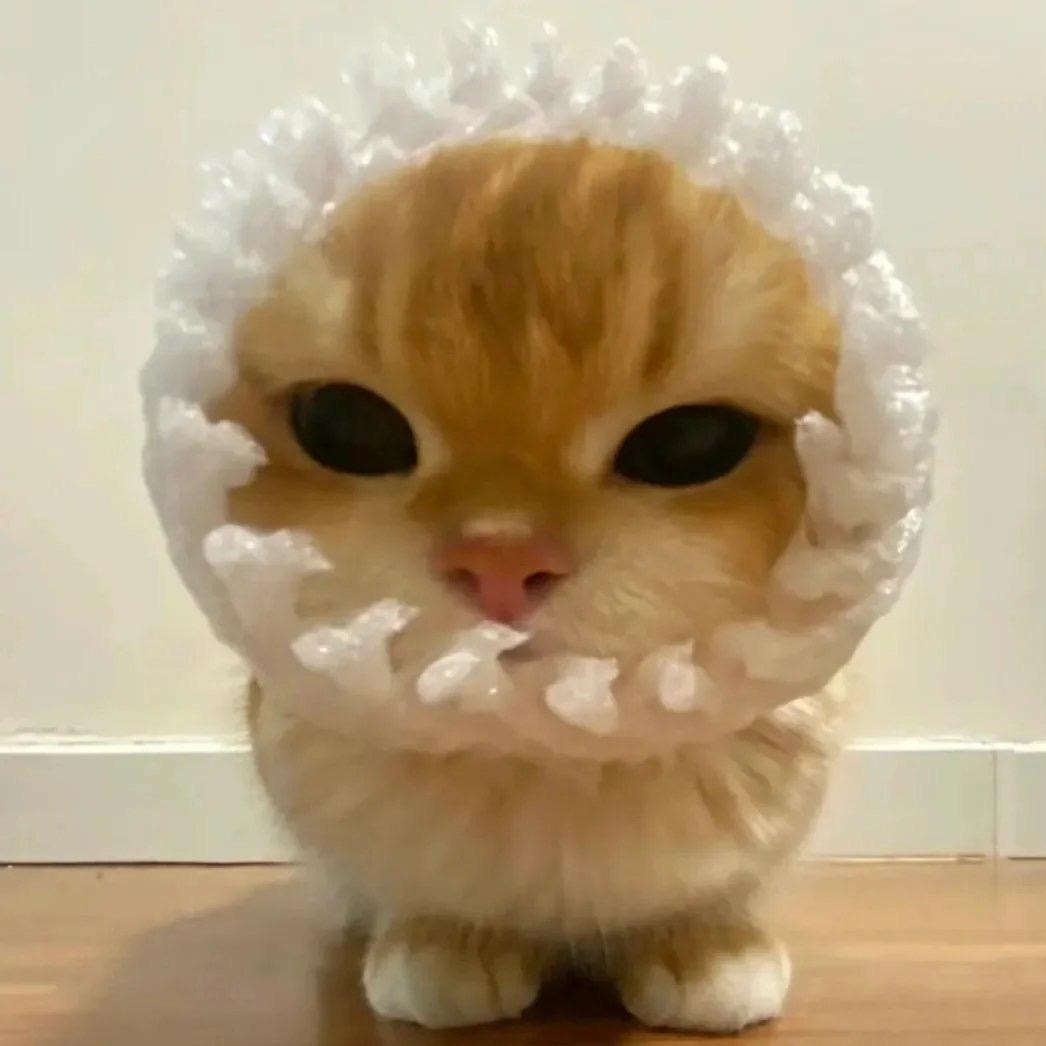 Qiiing˃̵ᴗ˂̵⸝⸝ ⸝⸝꙳