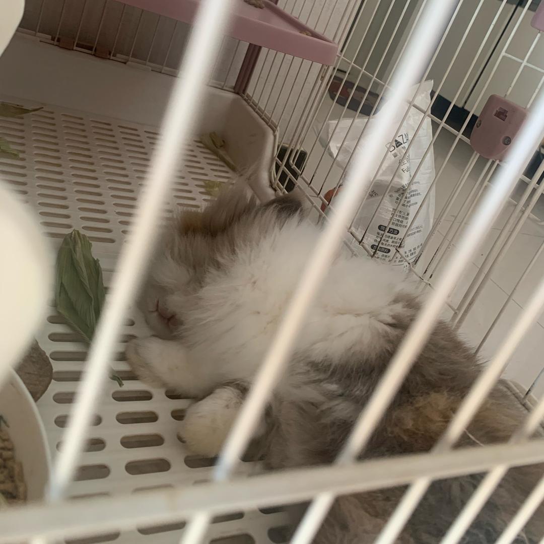 毛哥是只🐰