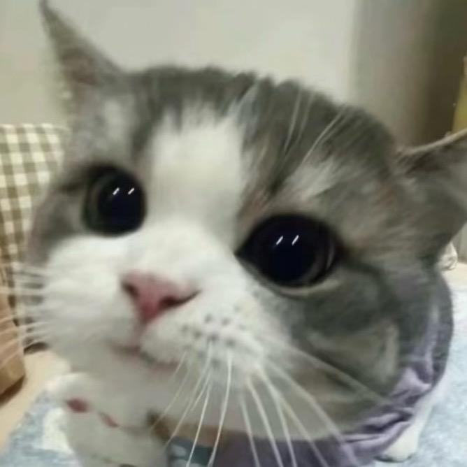 鱼饱饱