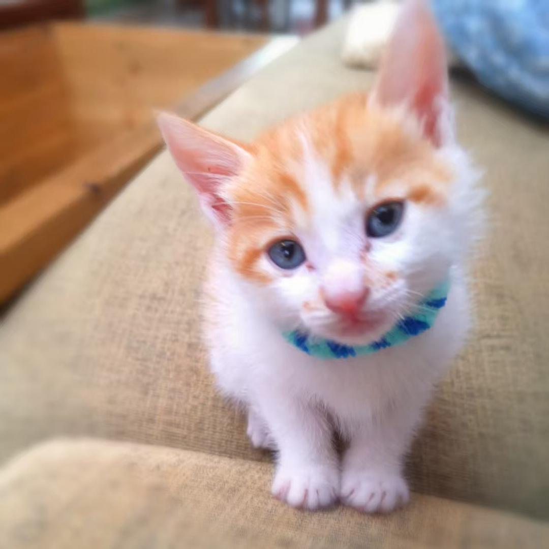 美丽国的特朗喵