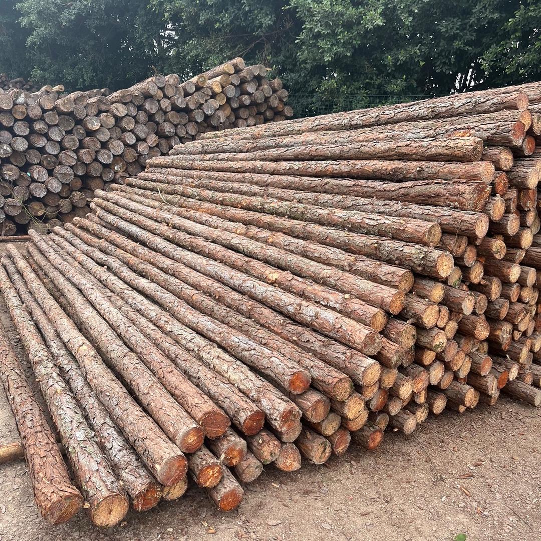华发松木桩批发场