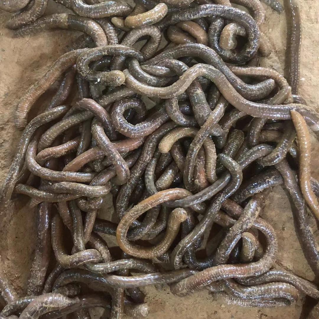 龙哥青蚯蚓