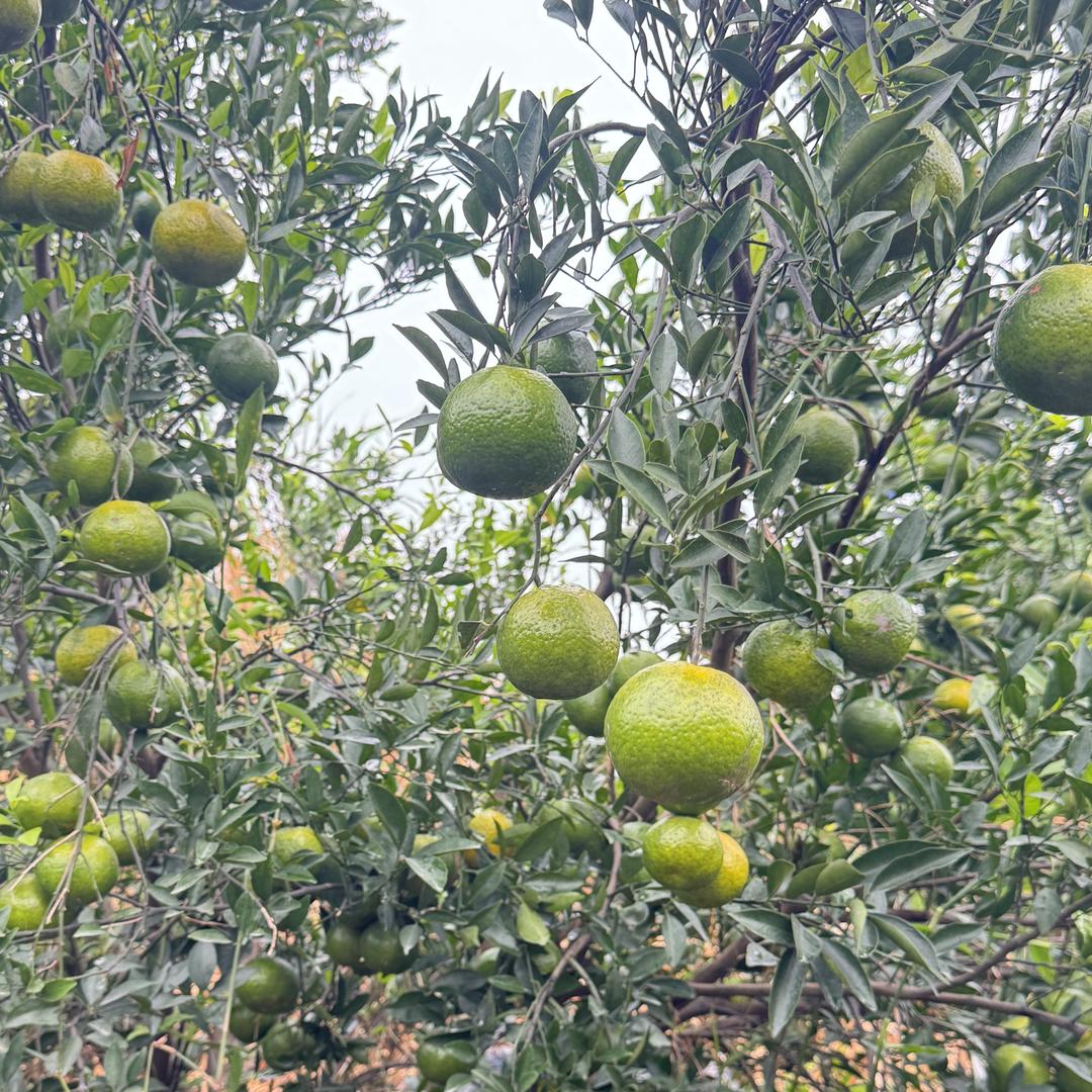 新会聚优阁陈皮商行