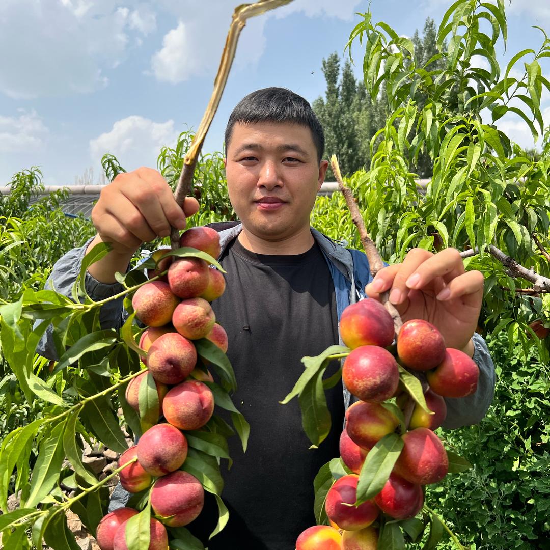 小马哥鲜果甄选