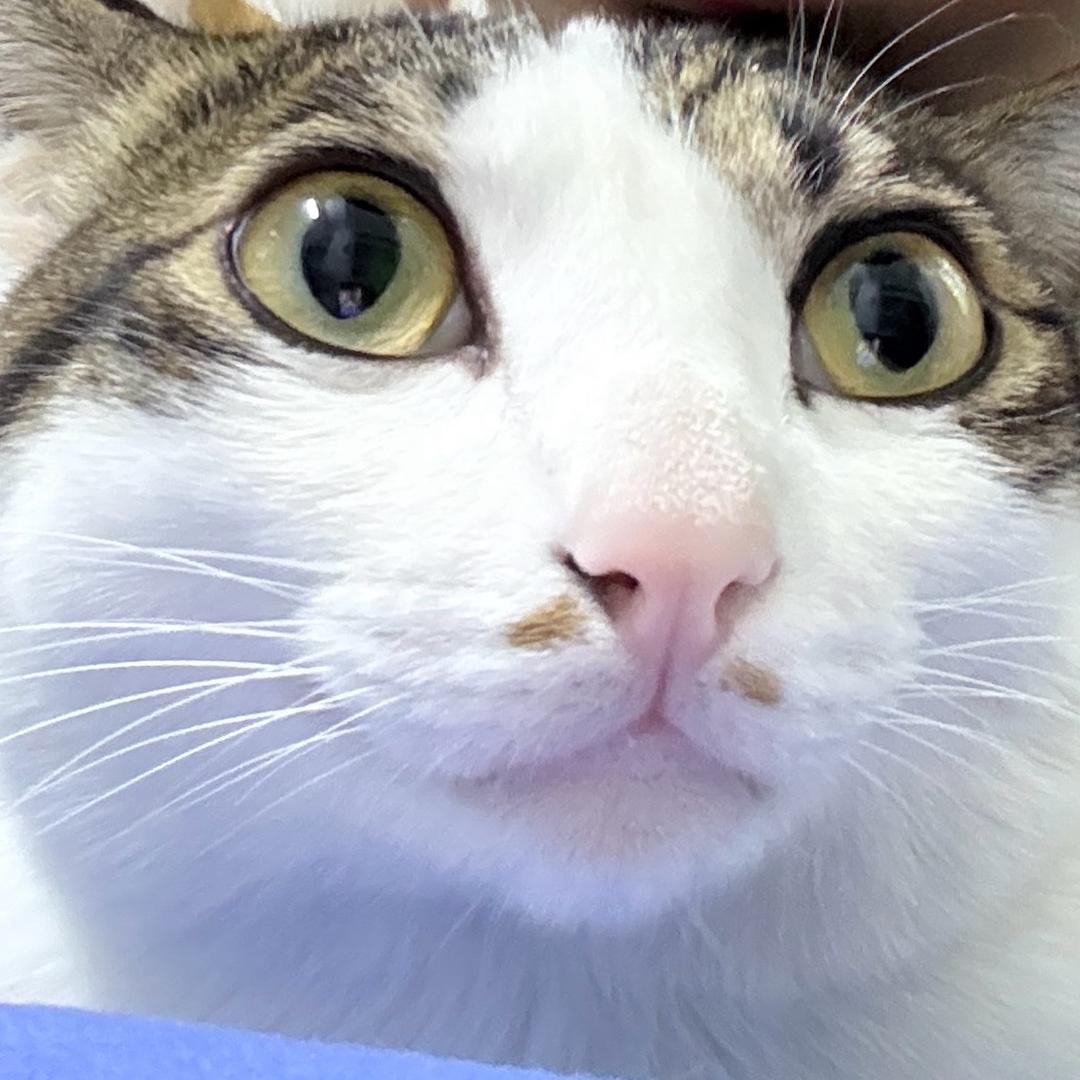 马飞（三角洲）