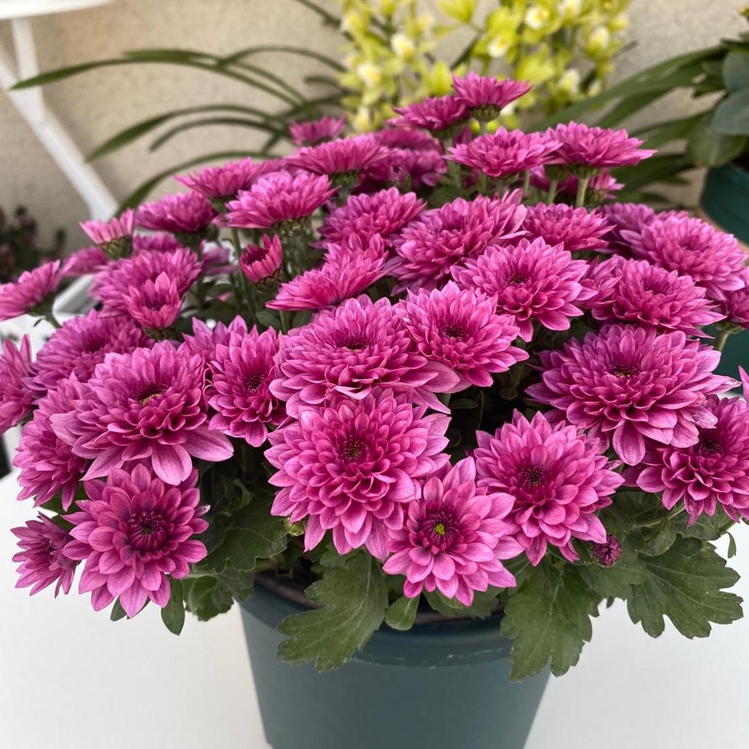 花满天园艺花卉