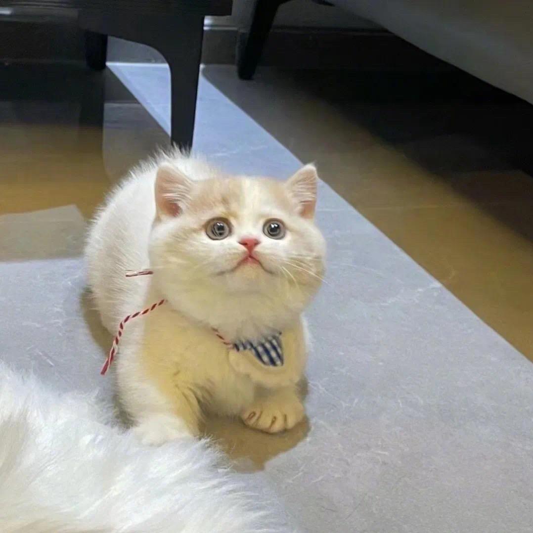 小稚🧇•ᴥ•🧇