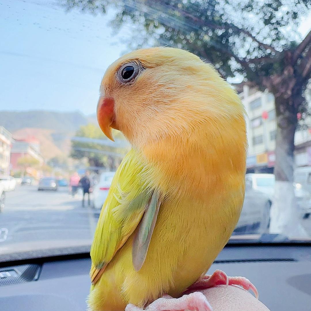 柠檬不酸🦜