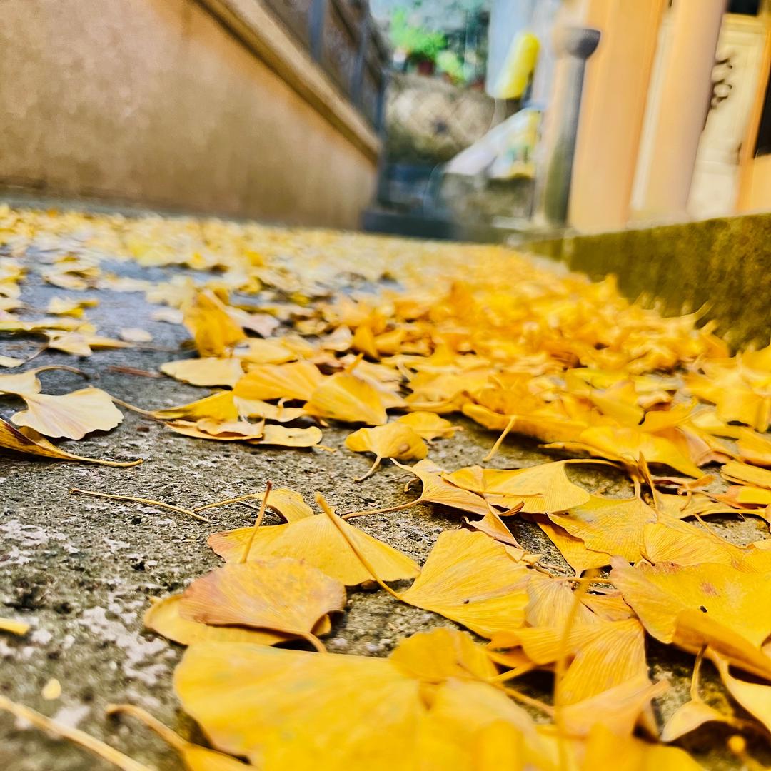 老莫