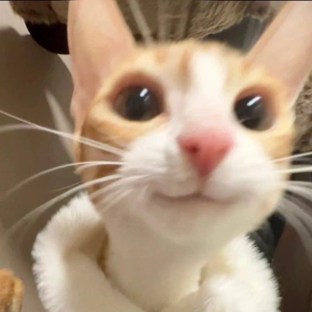 瑾睿子.