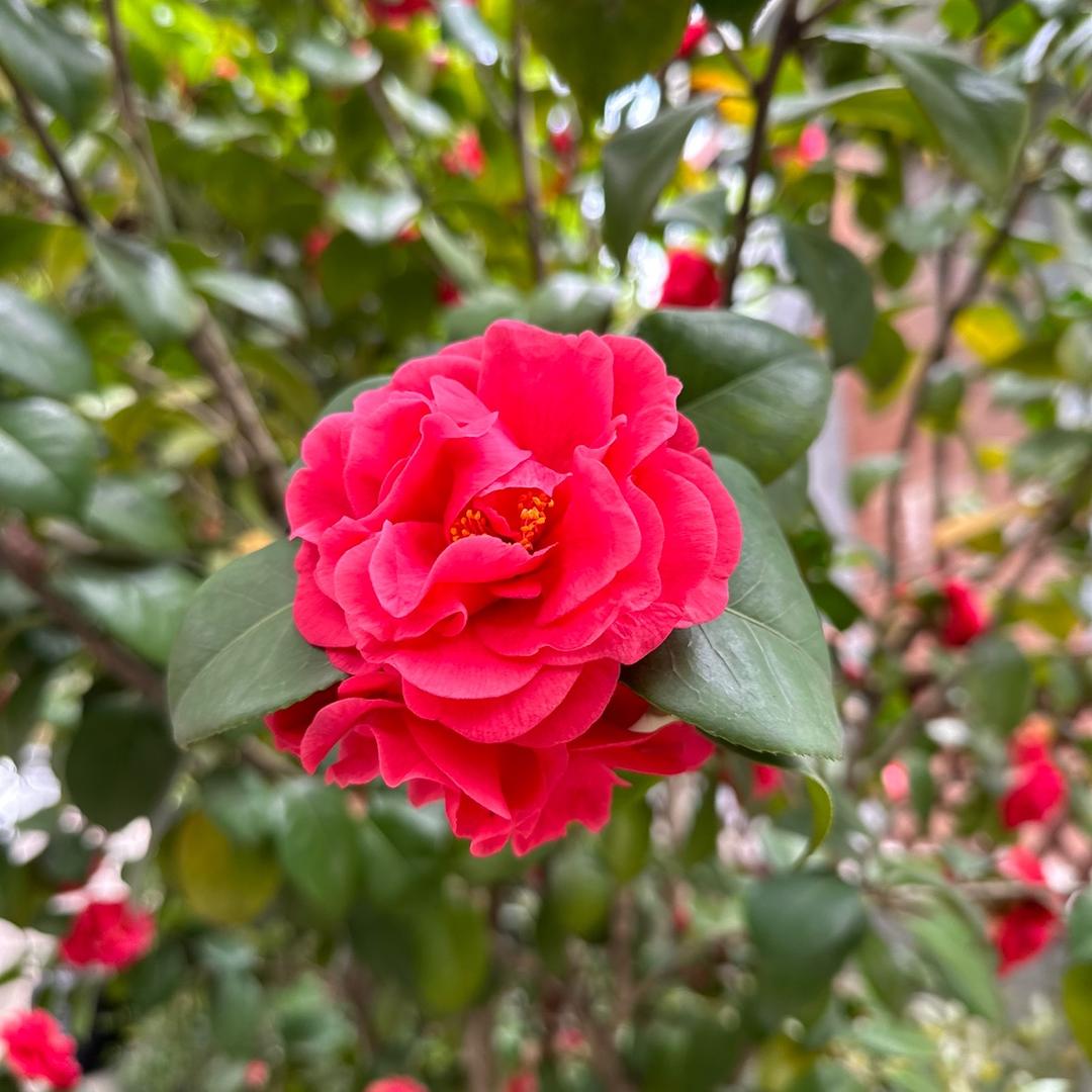 贪吃的毛利小五郎