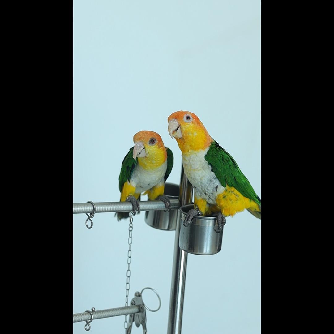 崇仁鹦鹉养殖厂—武崽阿