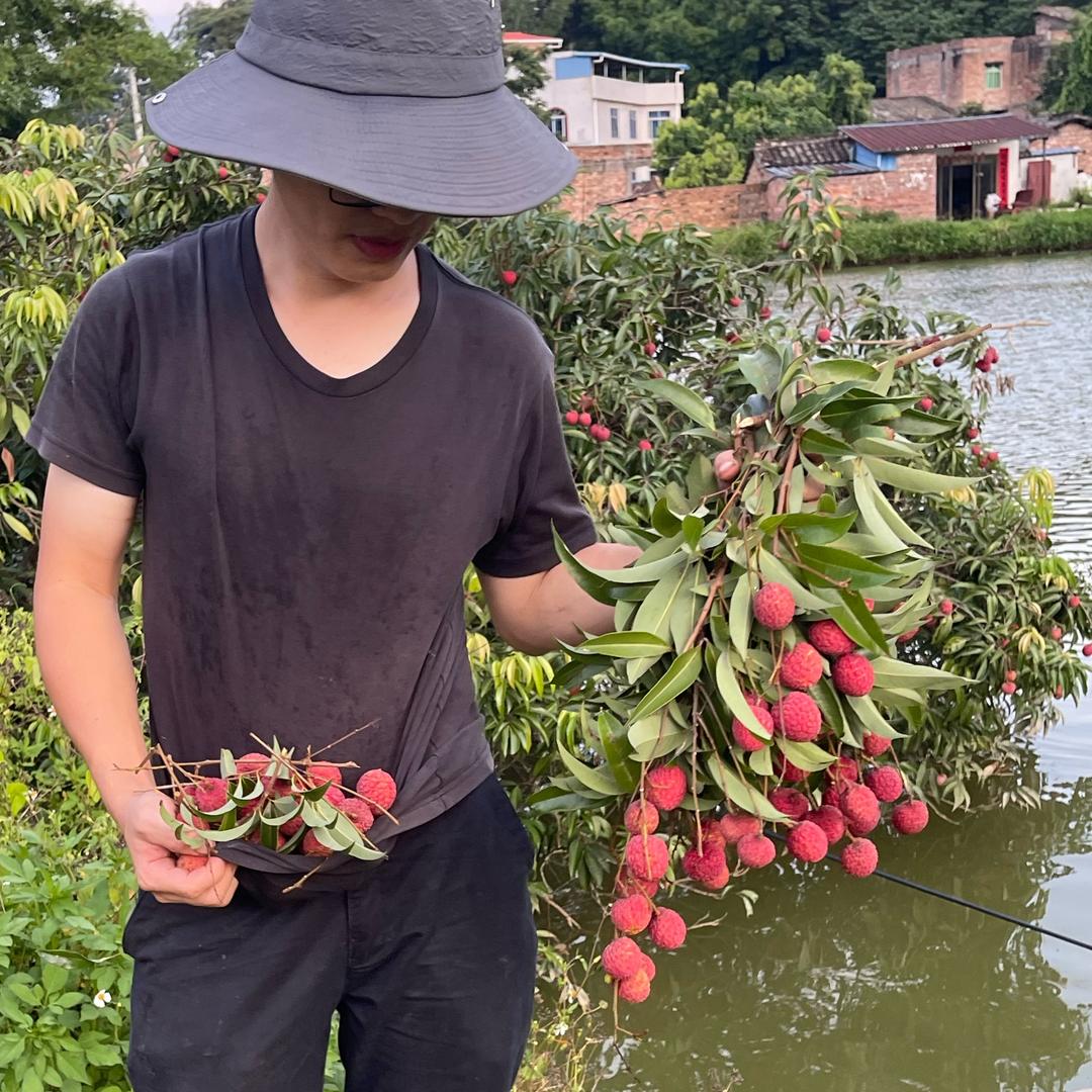 小屈灵山荔枝