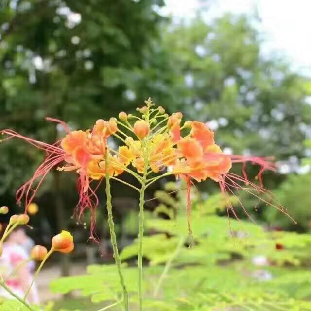 梦想1
