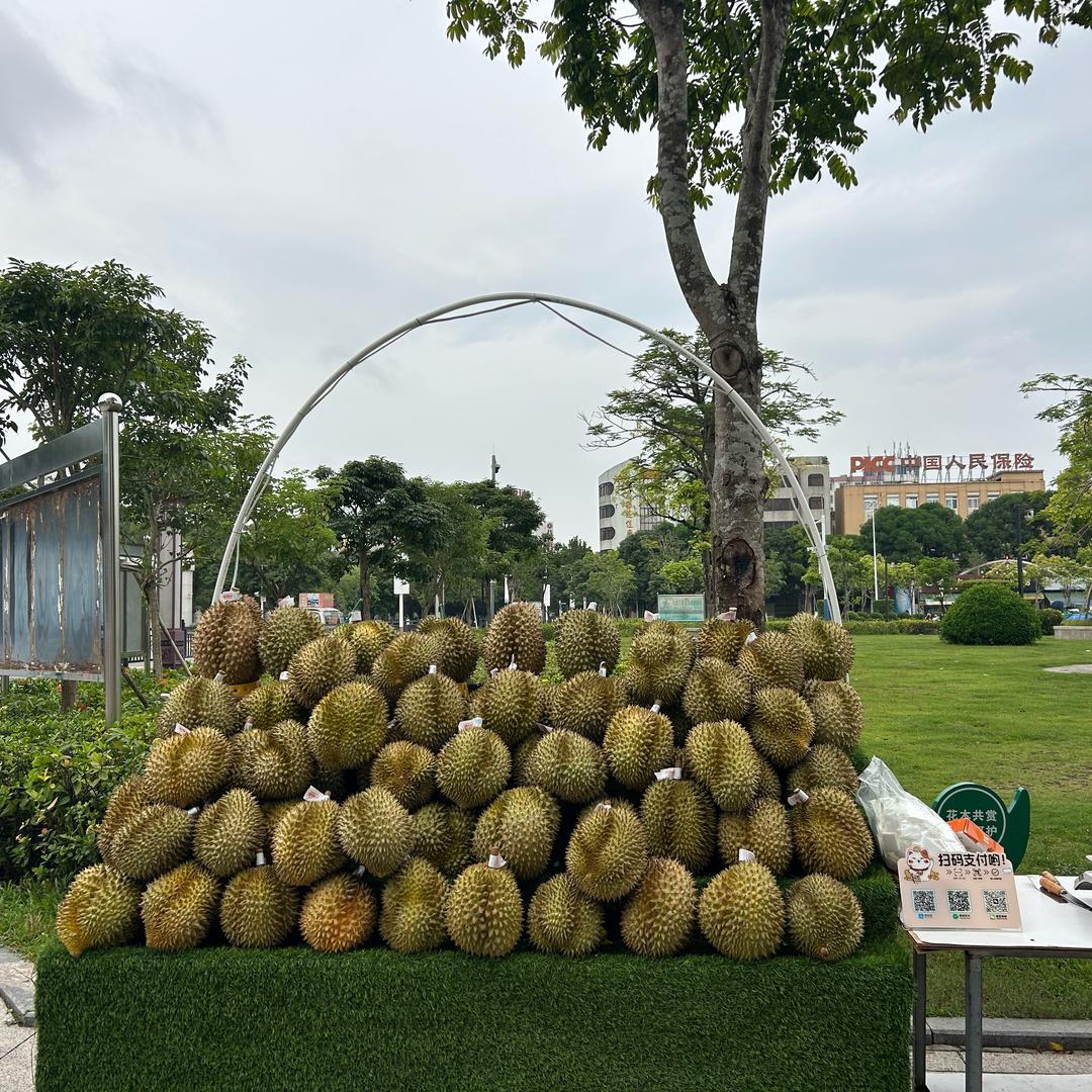 榴莲思施