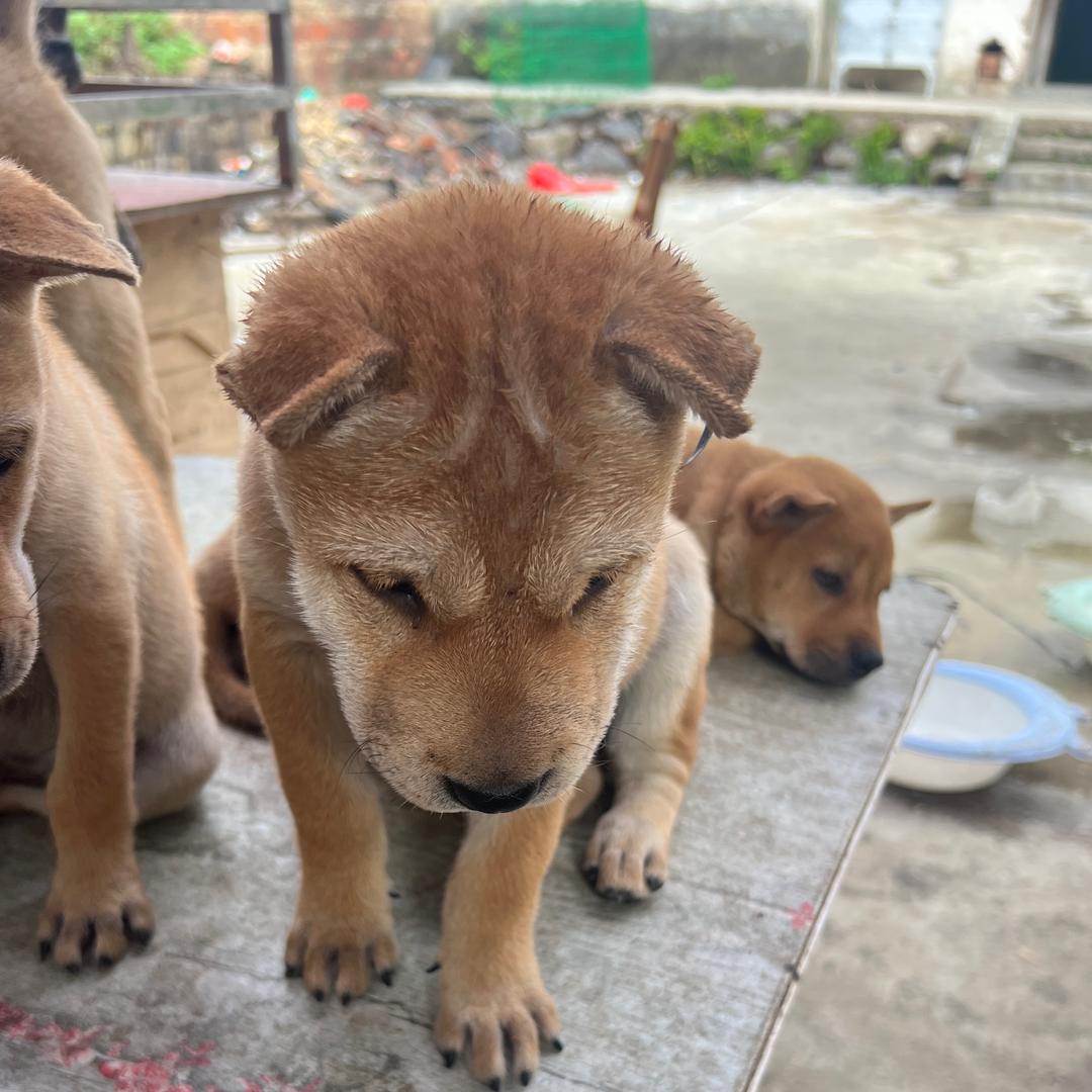 云姐田园犬