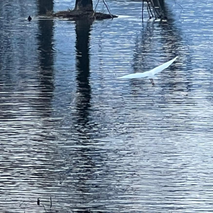 非典型狮子座♌️