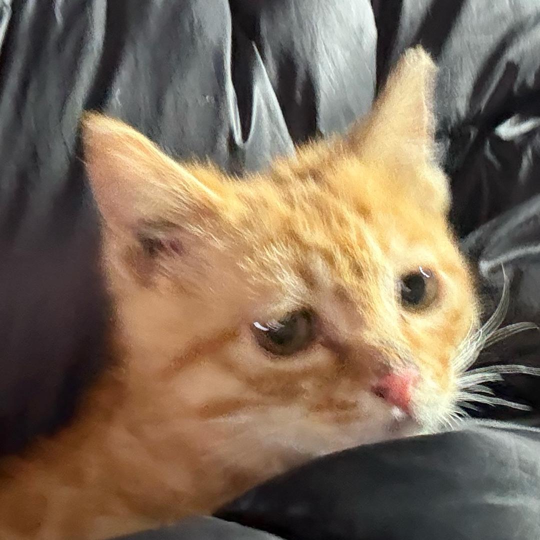 平平无奇书法生