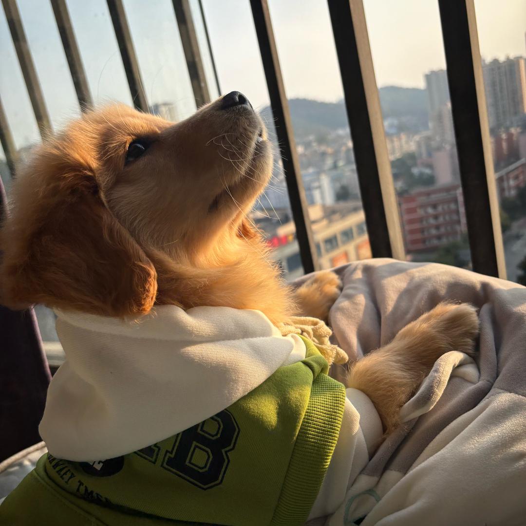 我了个豆~