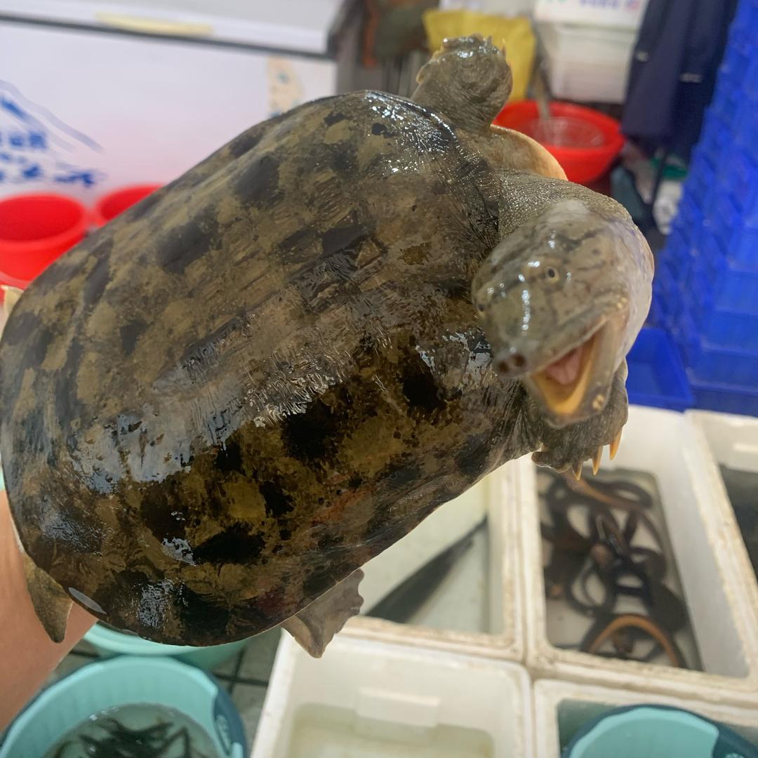 专做野生甲鱼