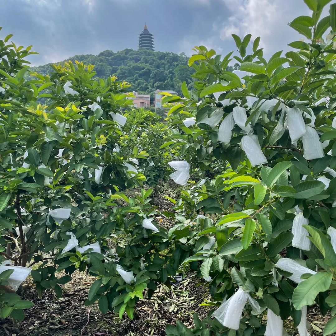 芭乐番石榴大户