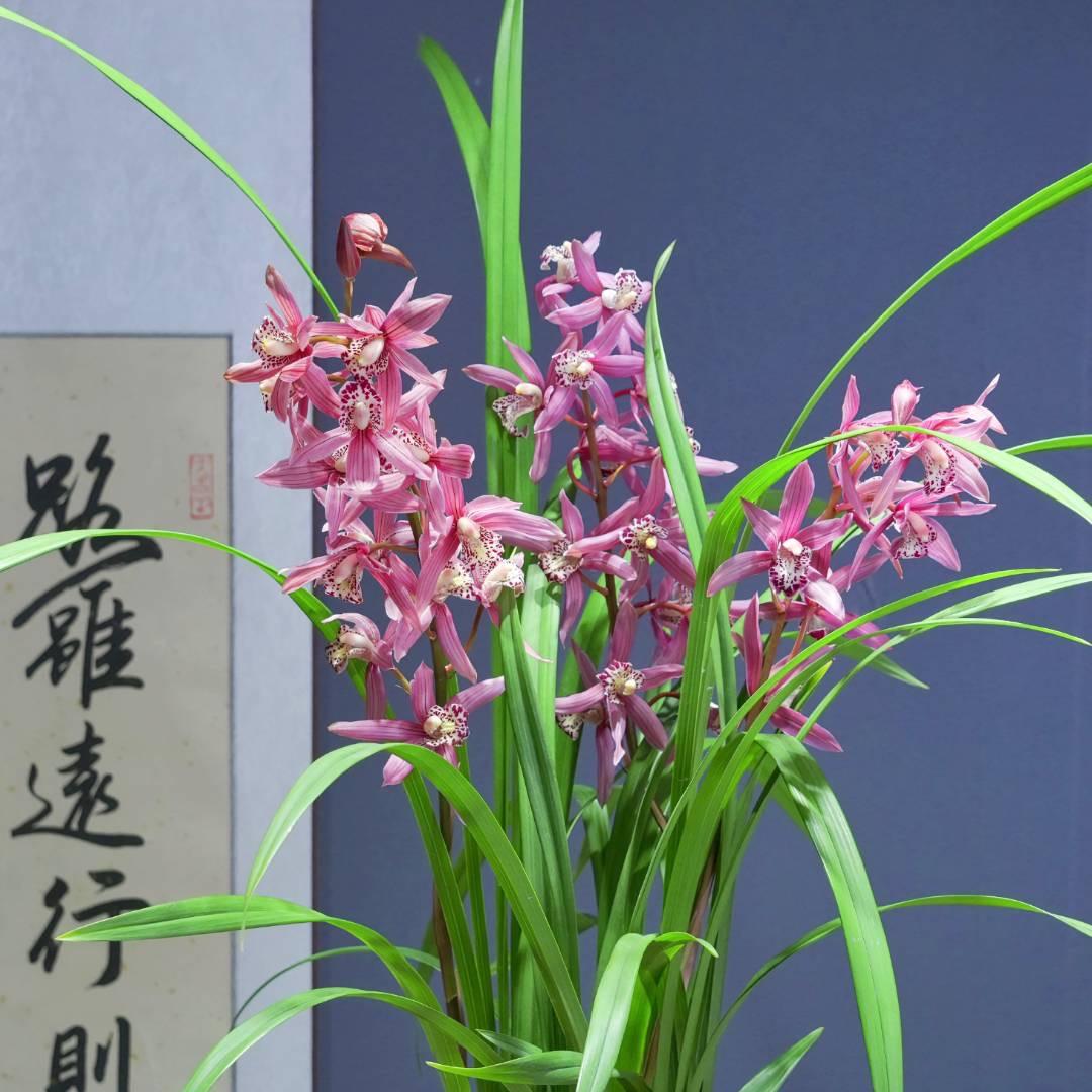 石鹰山兰花花卉家庭农场兰园