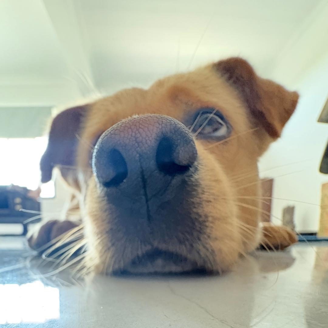 🐕