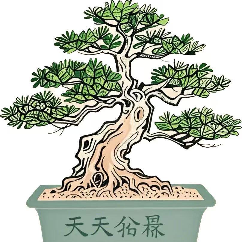 天天盆景m6