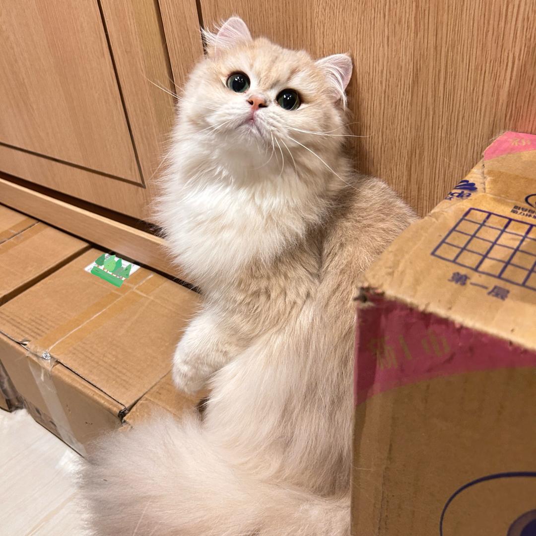 ✨猫咪不吃鱼✨