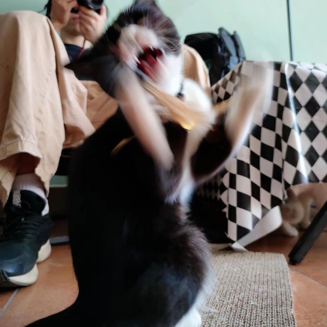 疯狂的牛牛🐱
