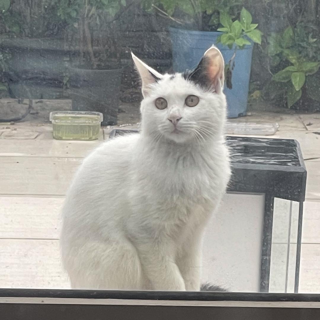 法兰福院子里的猫