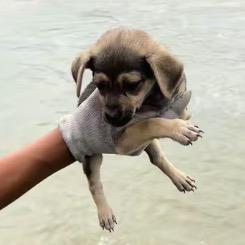 暑假狗狗和刘爷爷
