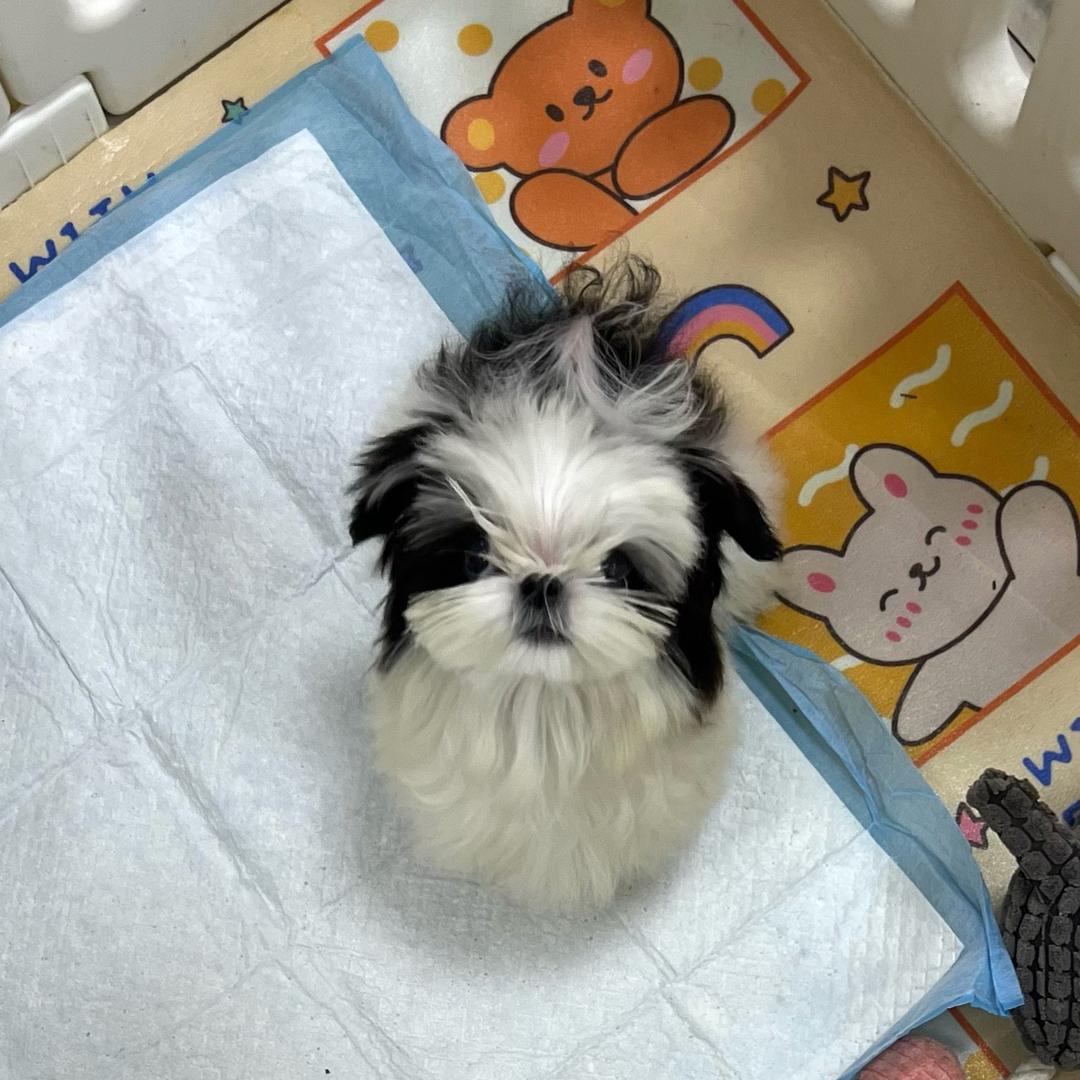 姜姜讲酱（开宠物店版🏡）