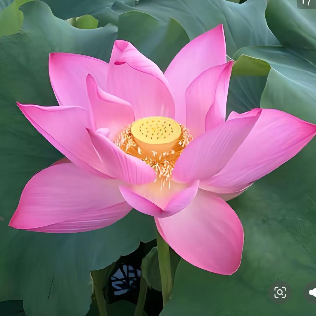 花开赴跪