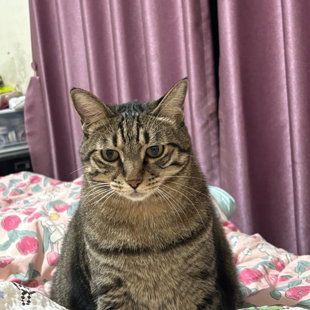 宋大象（减脂ing）