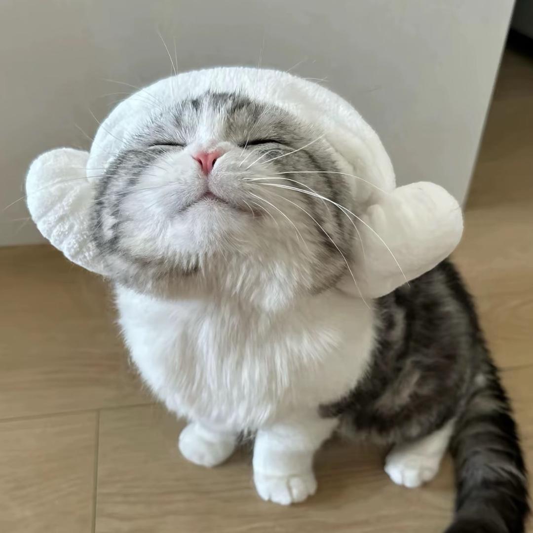 🌈三胖是只喵🐱