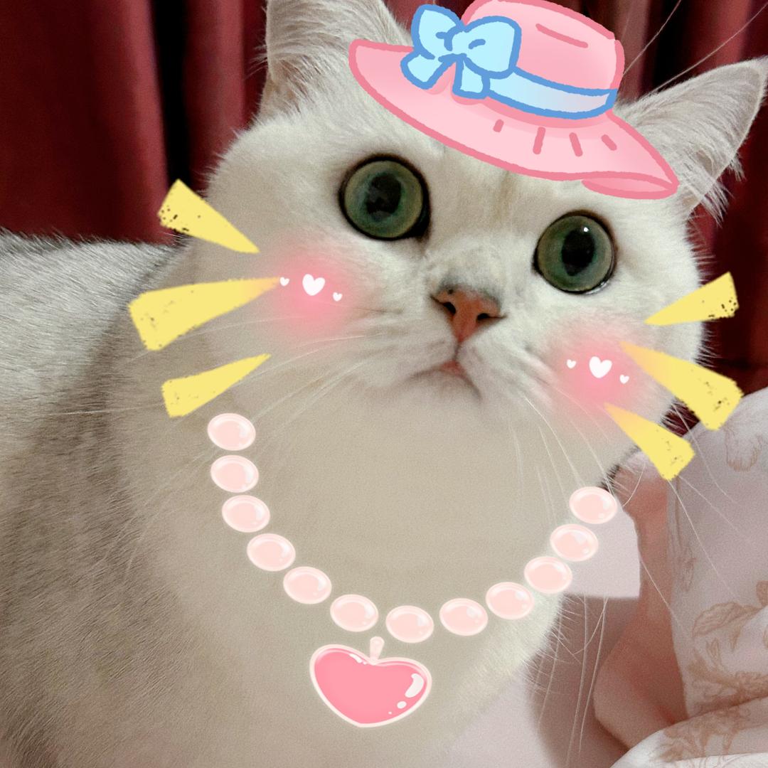 吴小七是猪咪