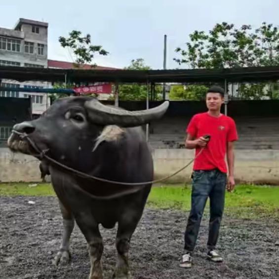 《黔匀》重量级🐮