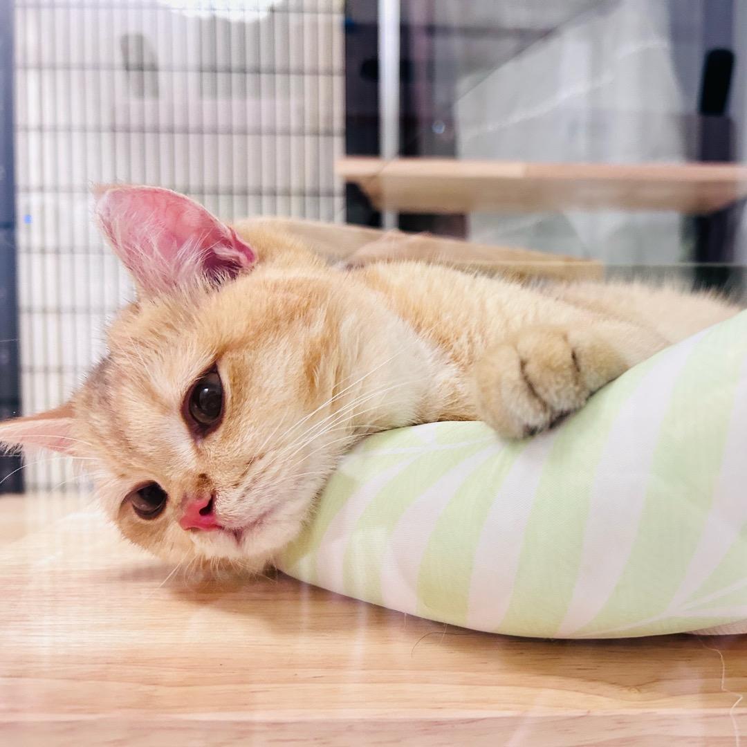 我的名字叫呼噜噜