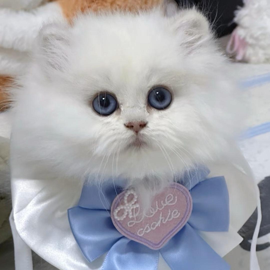莹朵朵守乡记
