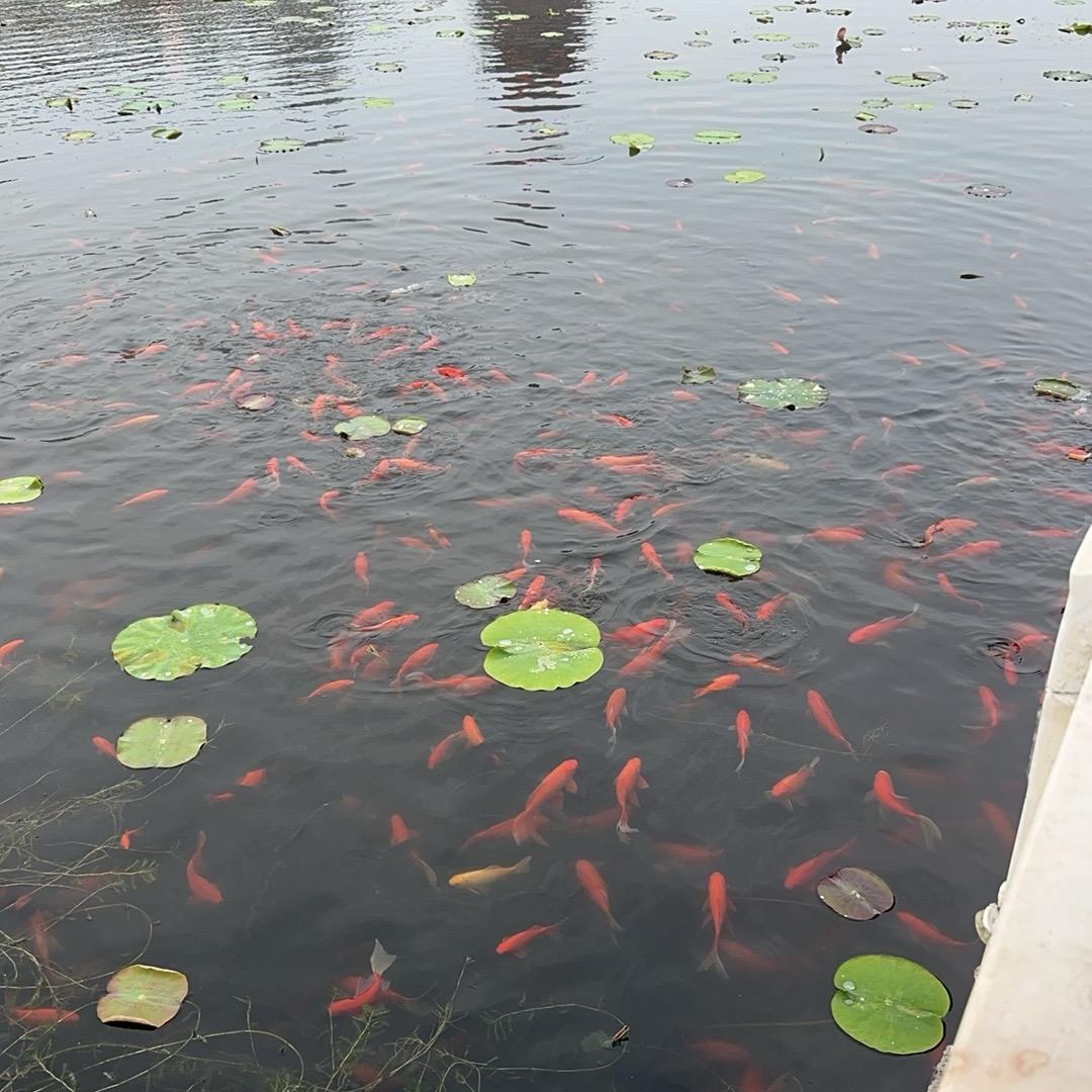 🐟鱼儿