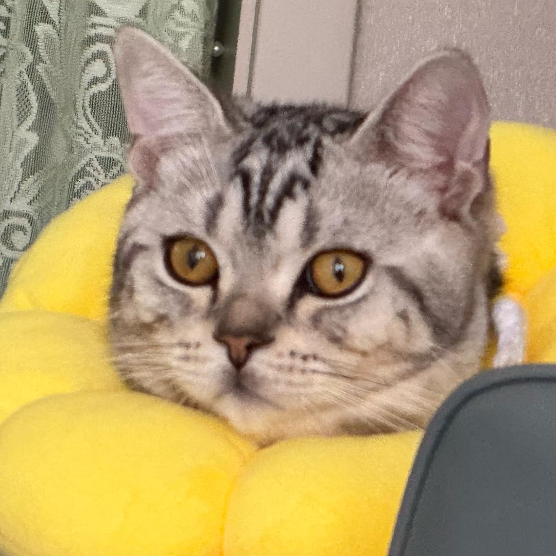 咪啊咪