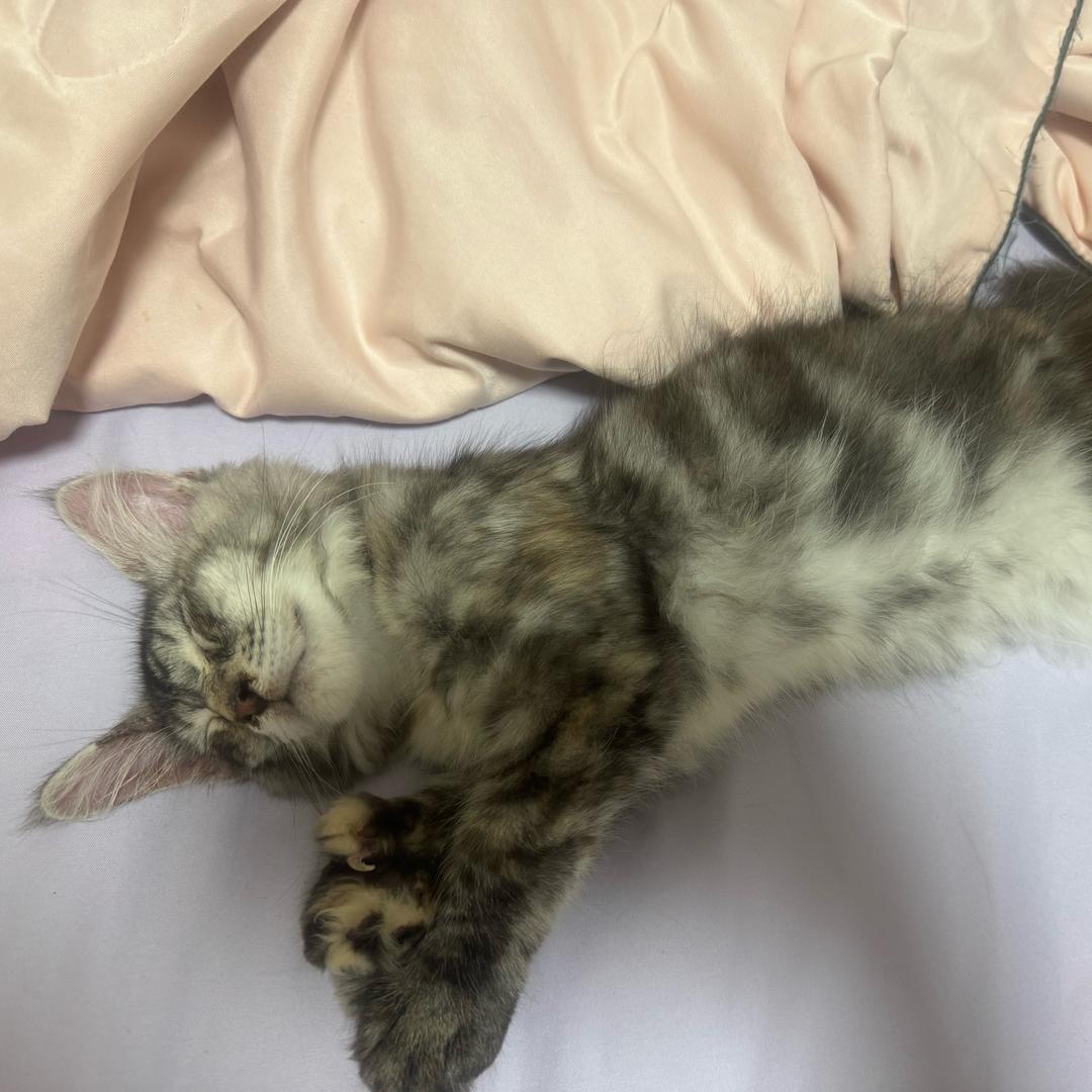 （邓元宝）是一只小缅因