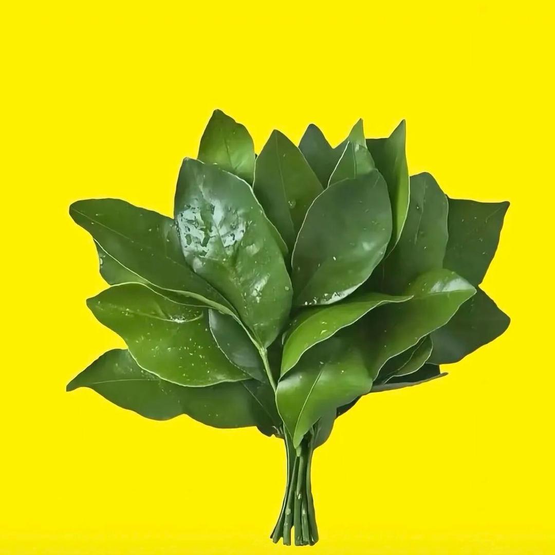 嘉     木