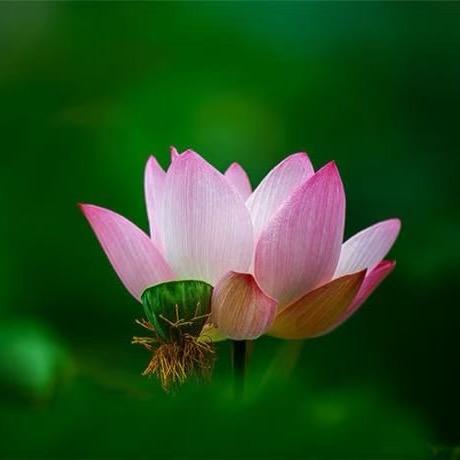 常思（指引安顿）
