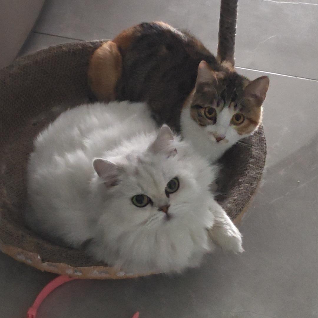 捡了一只小猫