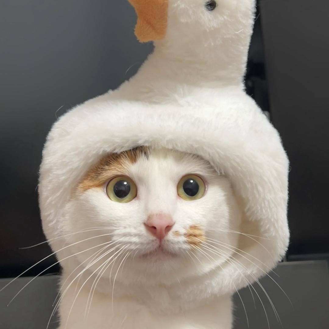 萌宠智能生活